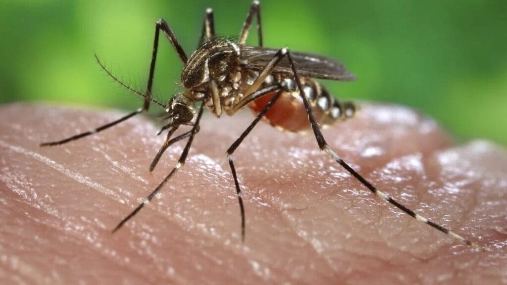 Fumigación de zancudos Fumigación de mosquito